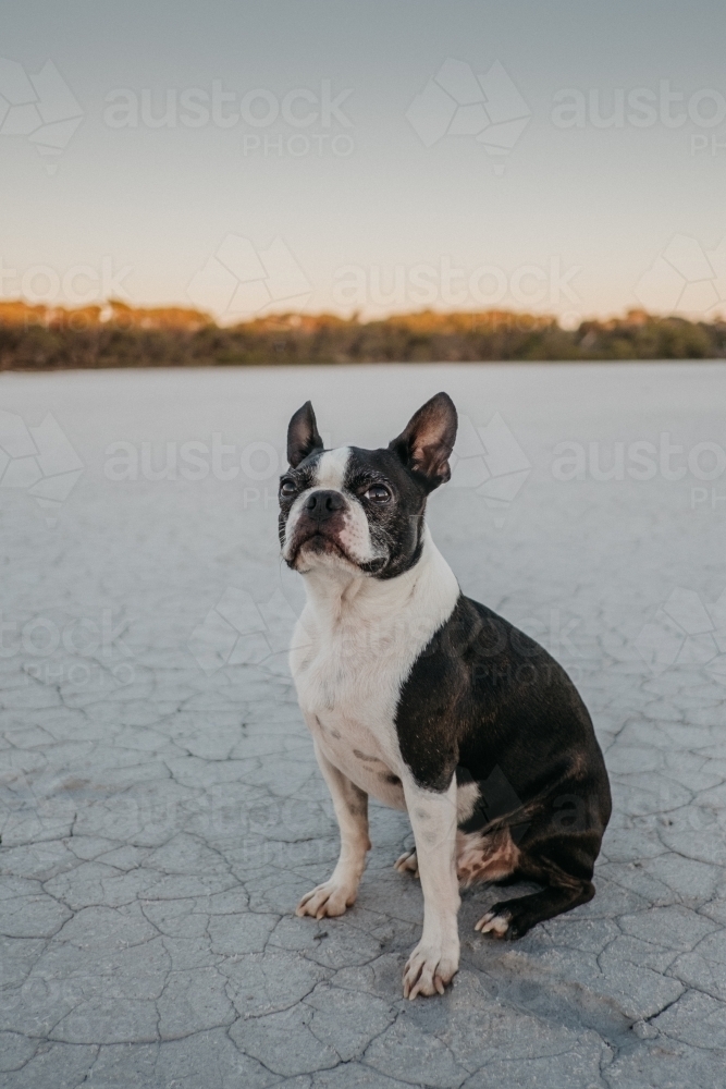 Dog looking outback - Australian Stock Image