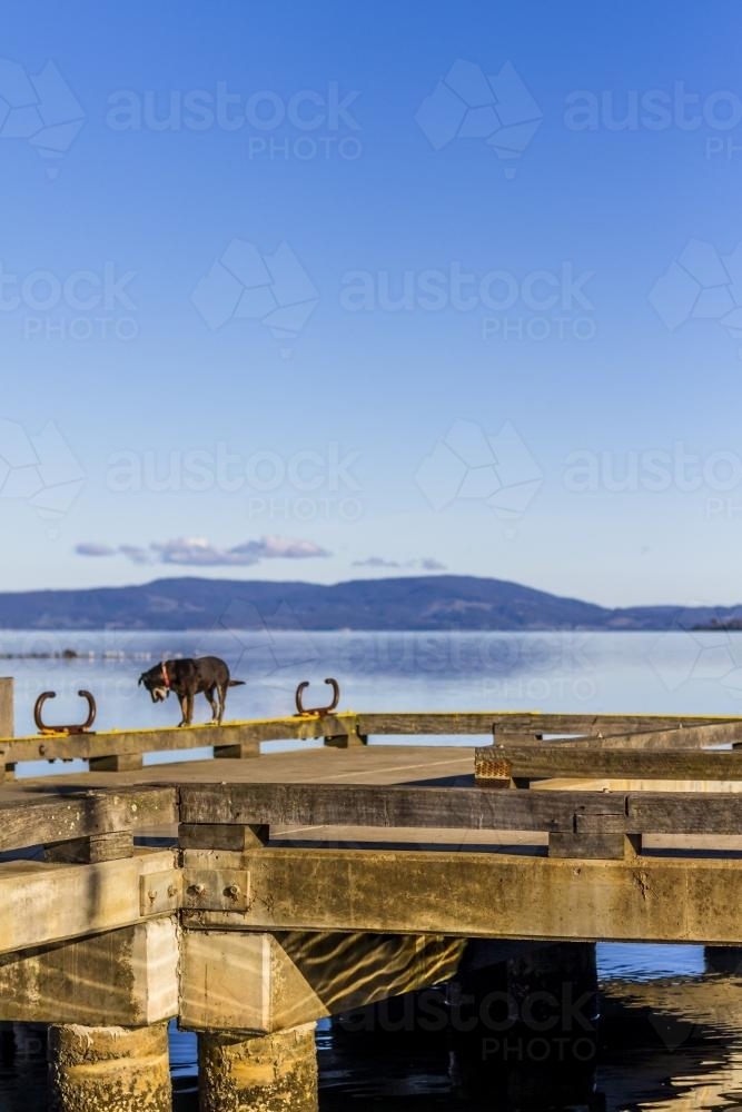 Dog looking over the edge of a pier. - Australian Stock Image