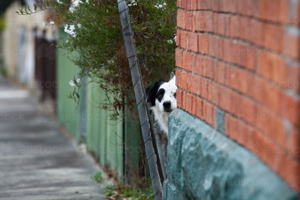 Dog looking through a gap in fence - Australian Stock Image