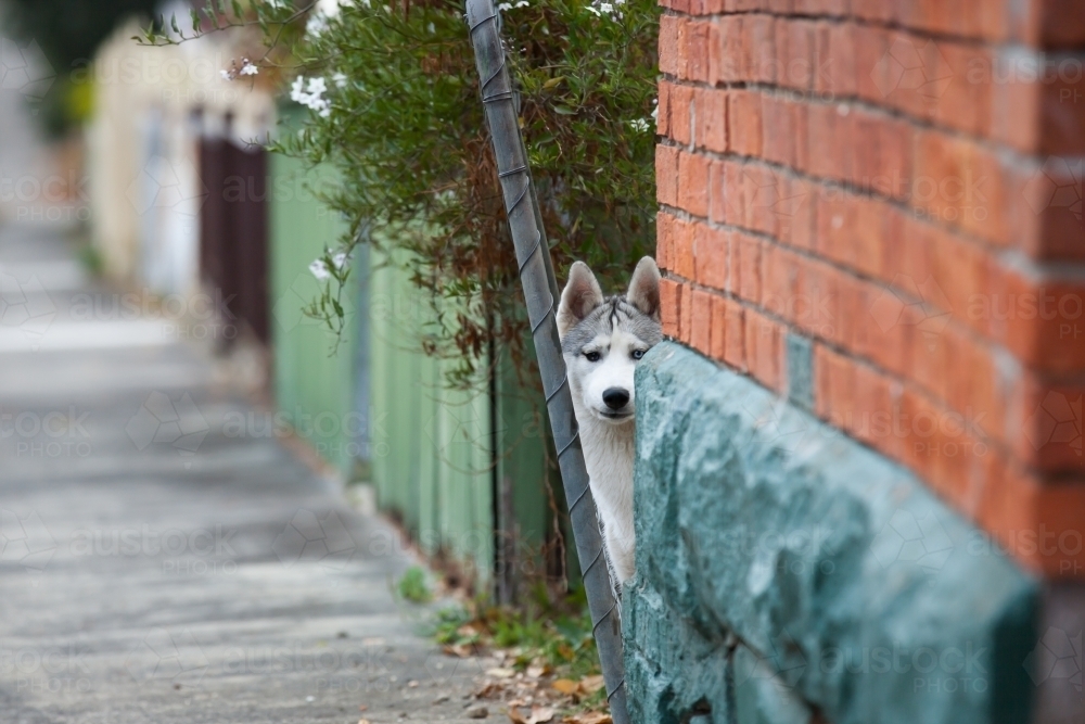 Dog looking through a gap in the fence - Australian Stock Image