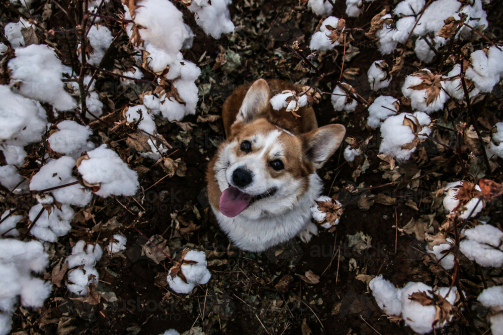 Dog looking up amongst cotton - Australian Stock Image