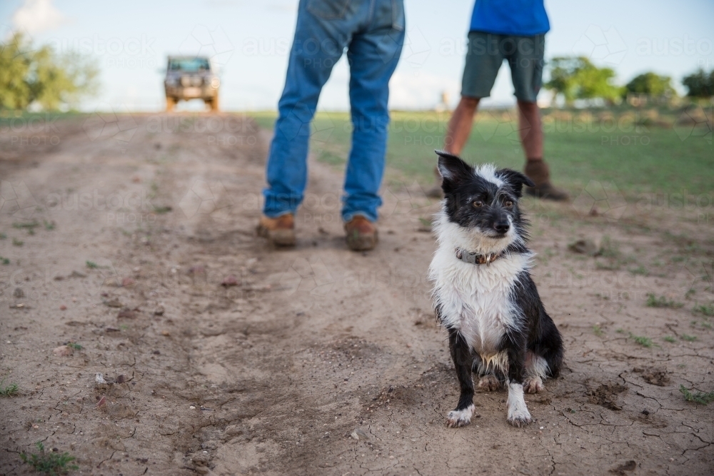 Dog looking with two men in the background - Australian Stock Image