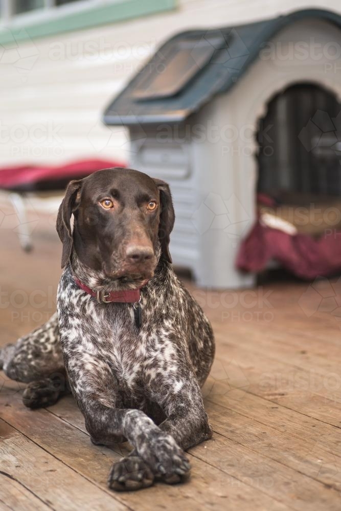 dog lying next to kennel - Australian Stock Image