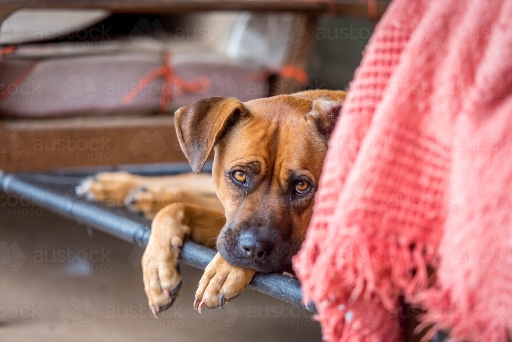 Dog lying on dog bed with pink blanket in foreground - Australian Stock Image