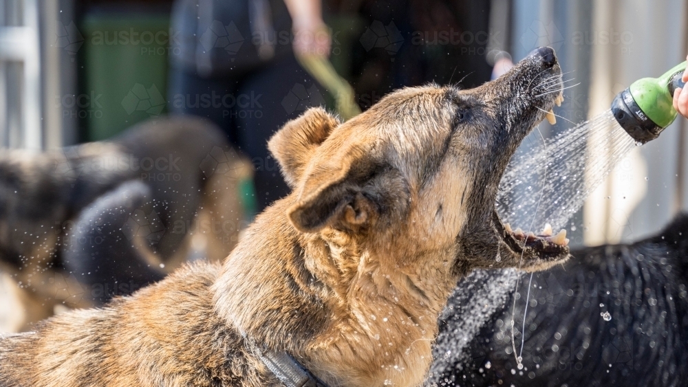 Dog mouthing at water from hose - Australian Stock Image