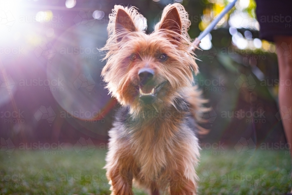 dog on a lead - Australian Stock Image