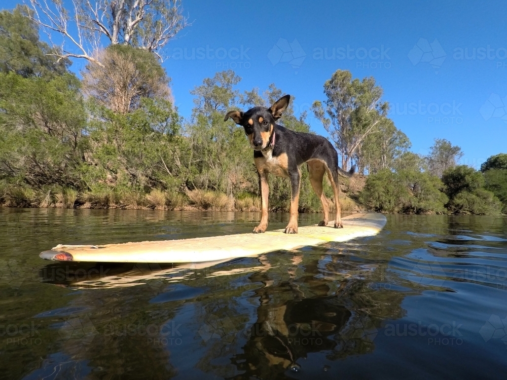Dog on a surfboard in a river - Australian Stock Image