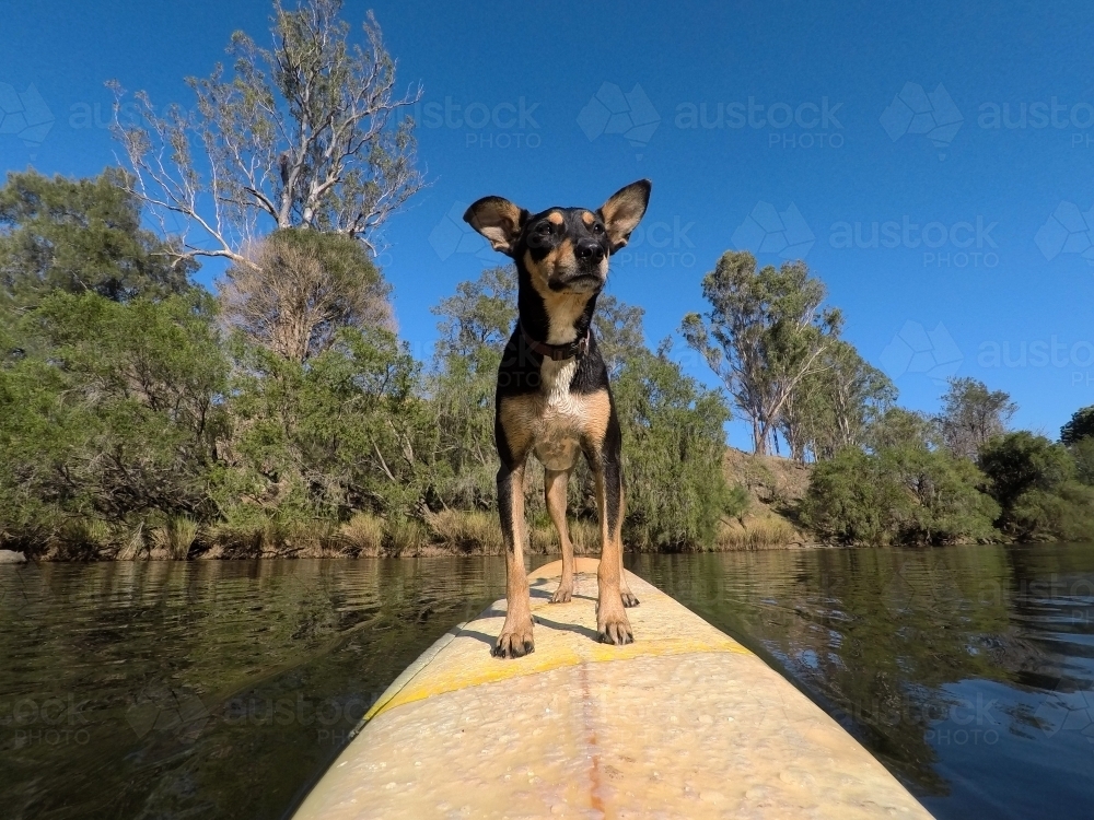 Dog on a surfboard in a river - Australian Stock Image