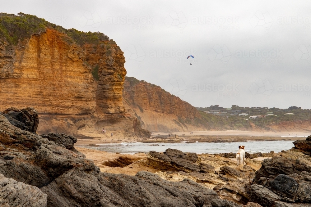 Dog on beach at low tide below cliffs - Australian Stock Image