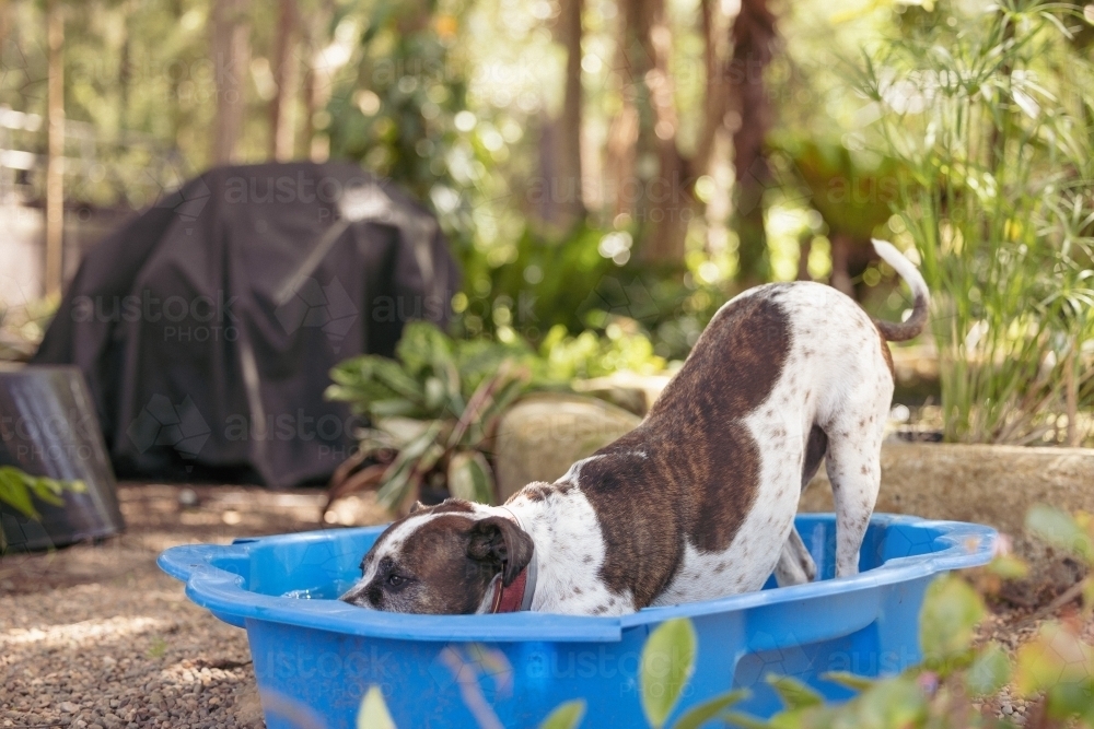 Dog playing in backyard paddling pool on hot summer day - Australian Stock Image