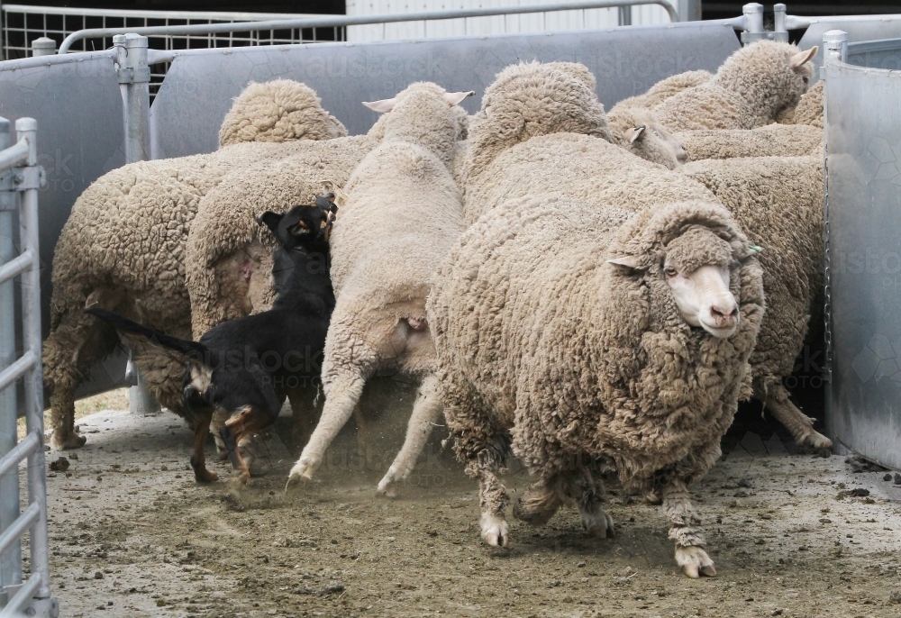 Dog pushing up sheep in a yard - Australian Stock Image