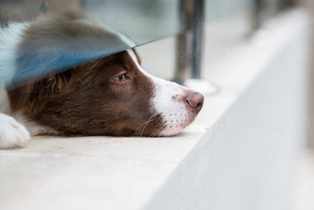 Image of dog putting his nose under a fence Austockphoto
