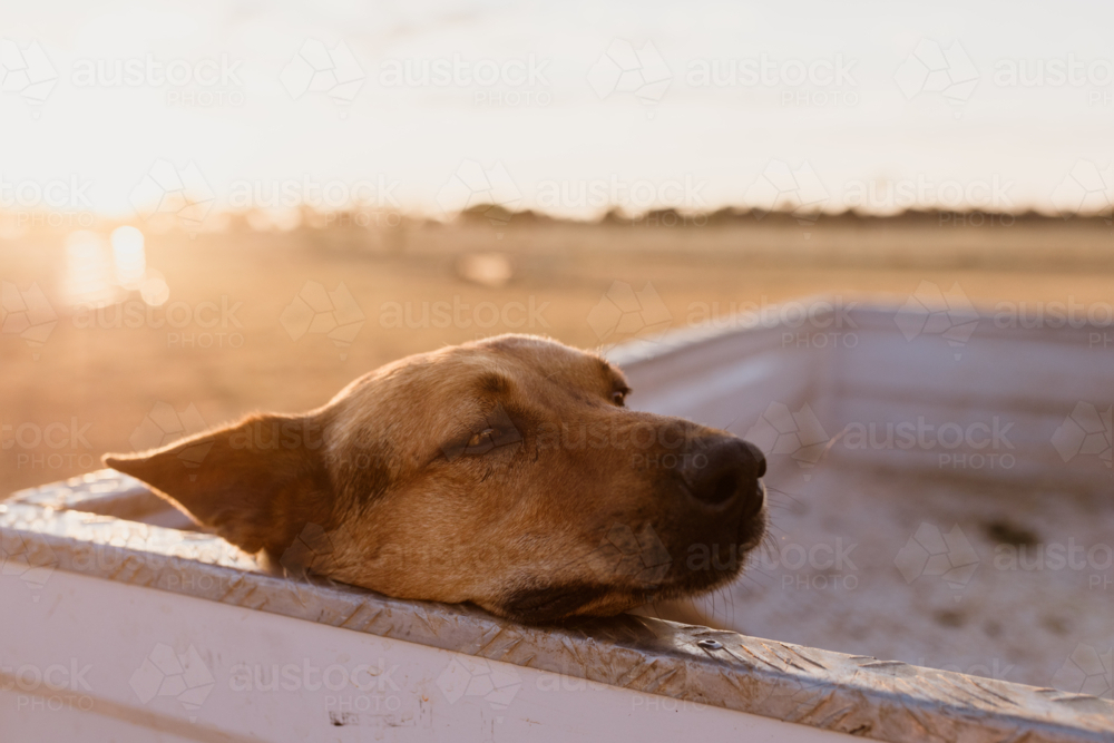 Dog resting at the back of the ute tray at sunset on farm - Australian Stock Image
