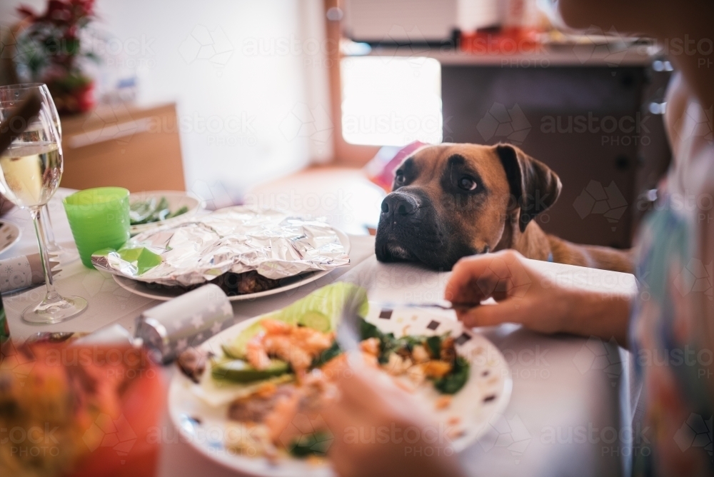 Dog resting his head on the kitchen table - Australian Stock Image