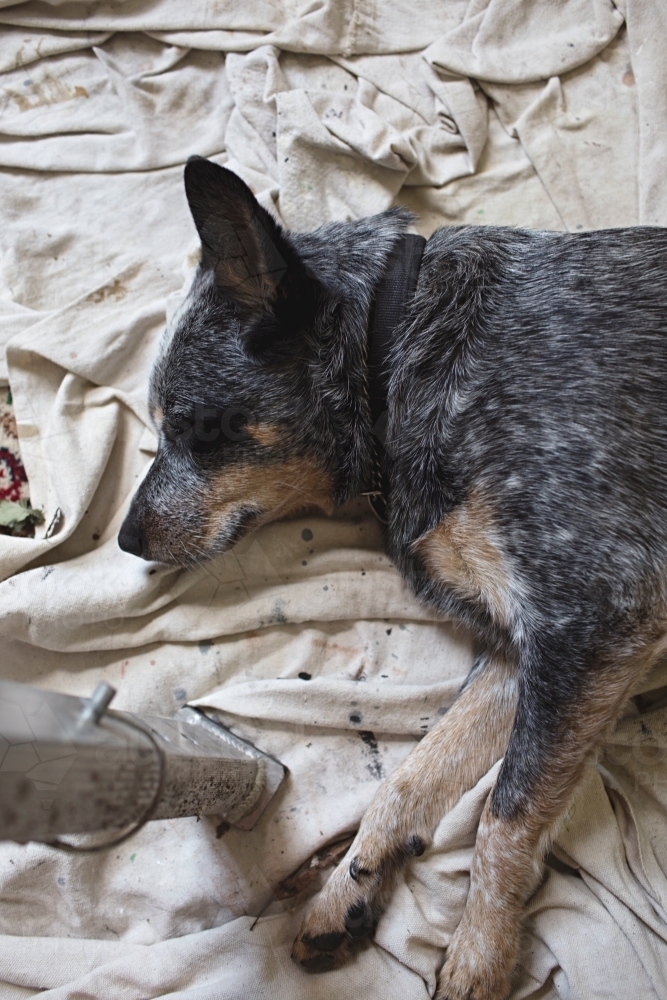 Dog resting on tarp whilst renovating / painting - Australian Stock Image