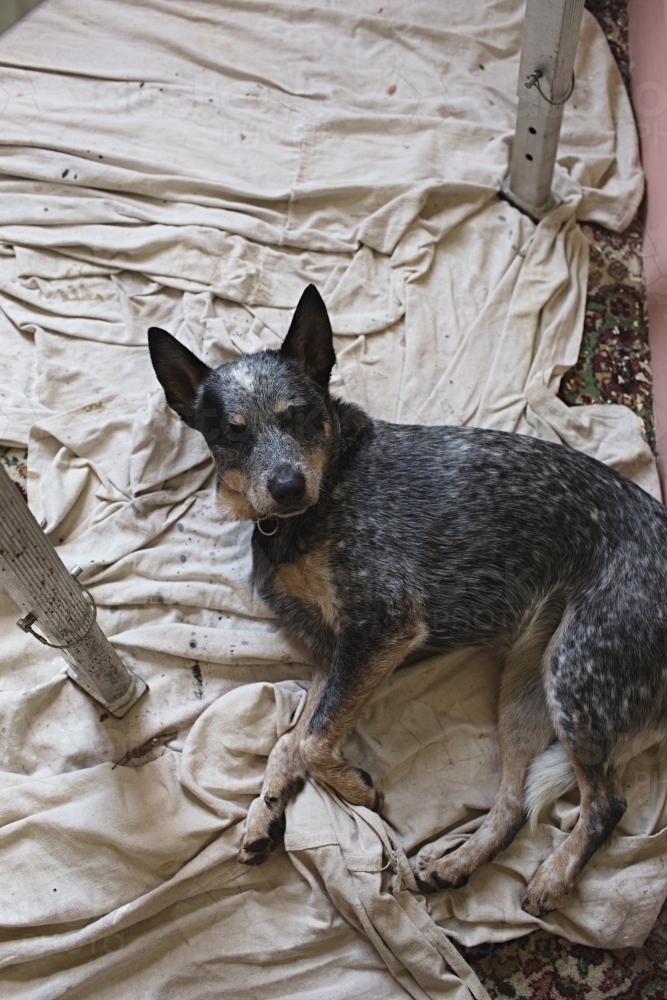Dog resting on tarp whilst renovating / painting - Australian Stock Image