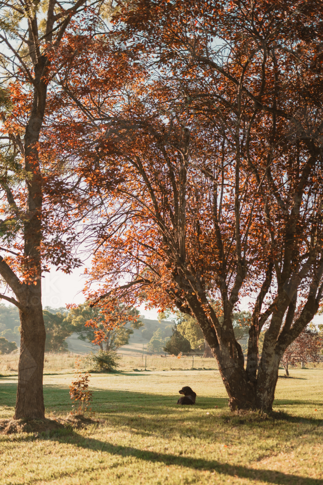 Dog resting under trees in a sunlit rural landscape during autumn - Australian Stock Image