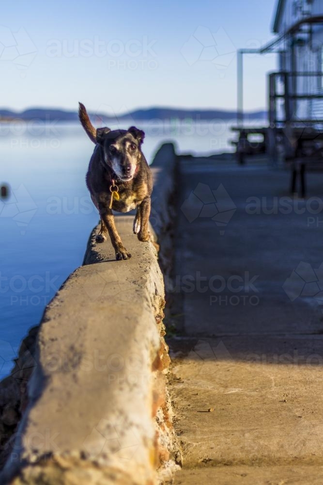 Dog running along the edge of a pier. - Australian Stock Image