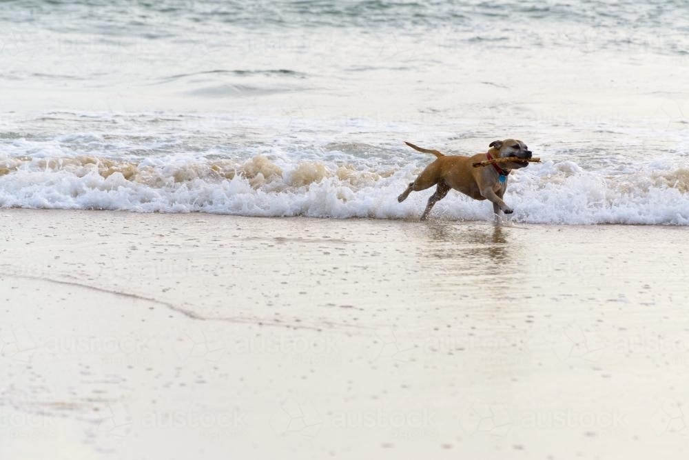 Dog running at edge of waves with stick in mouth. - Australian Stock Image