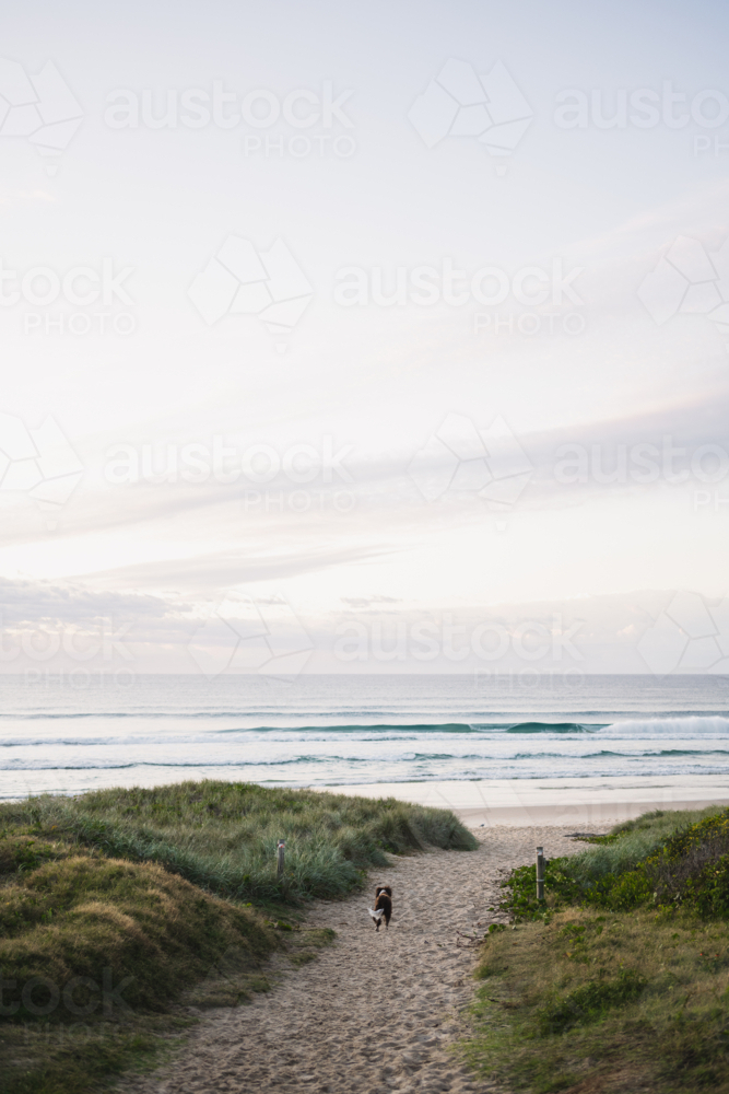 dog running down to the beach - Australian Stock Image