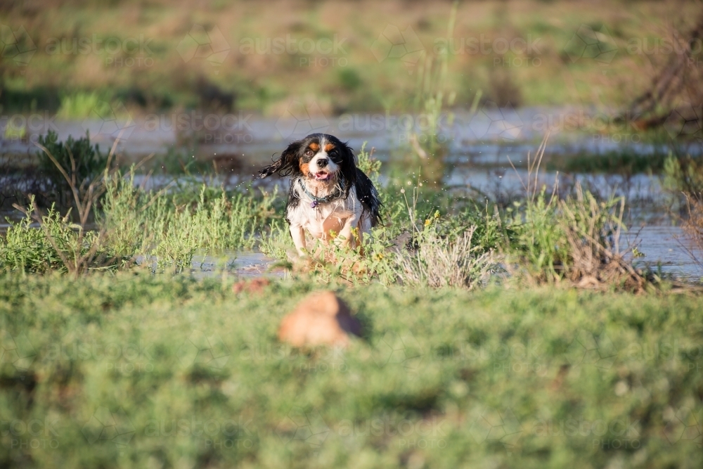 Dog running on the grass field along the river bank - Australian Stock Image