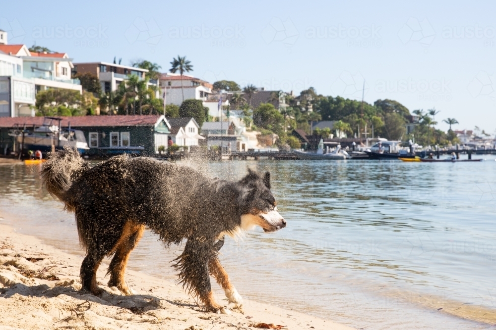 Dog shakes off water and sand at beach - Australian Stock Image