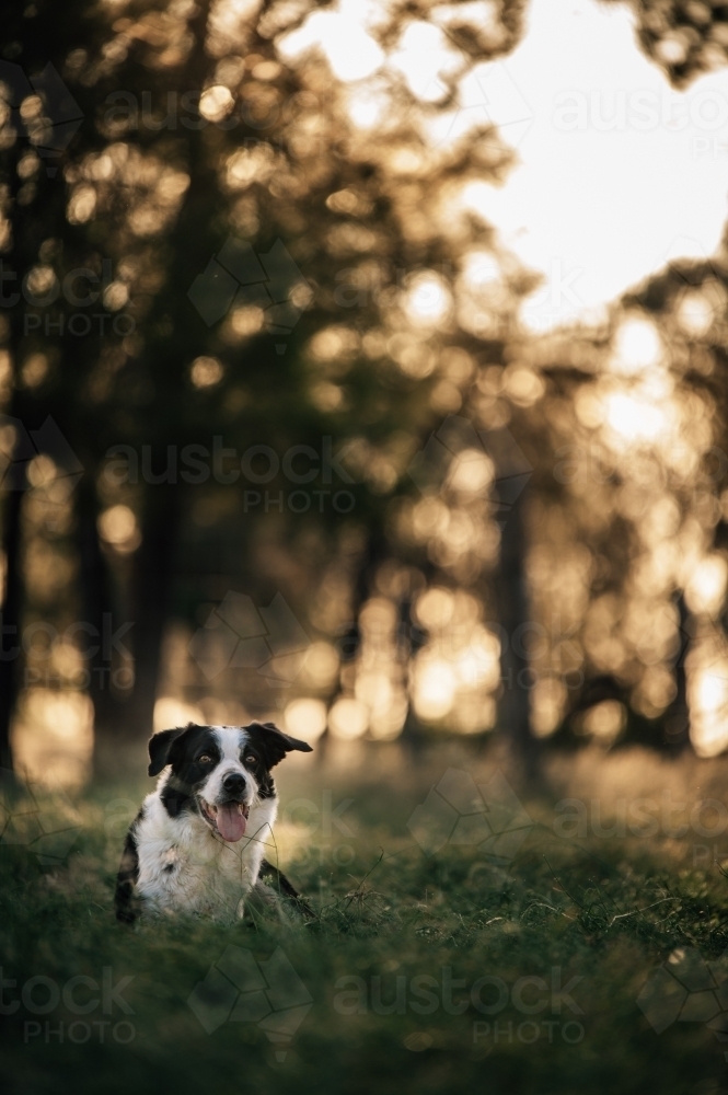Dog sitting in the grass in the sunshine - Australian Stock Image