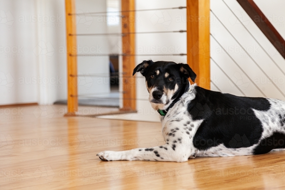 Dog sitting on wooden floorboards inside - Australian Stock Image