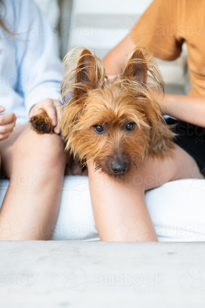 Image of dog sitting with teens Austockphoto