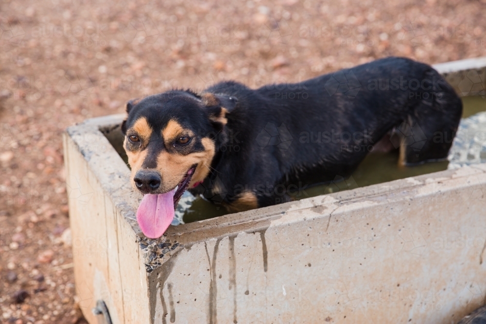 Dog standing in a trough - Australian Stock Image