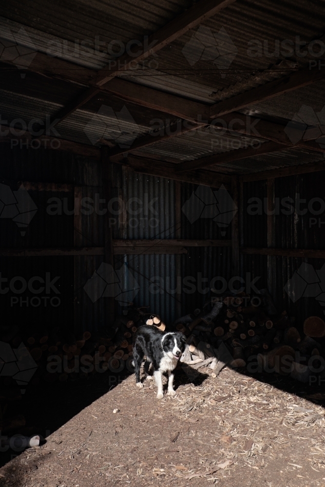 Dog standing in sunlit barn in front of woodpile - Australian Stock Image