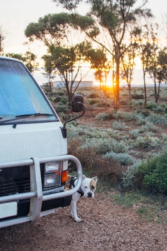 Dog standing near camper van at sunrise - Australian Stock Image