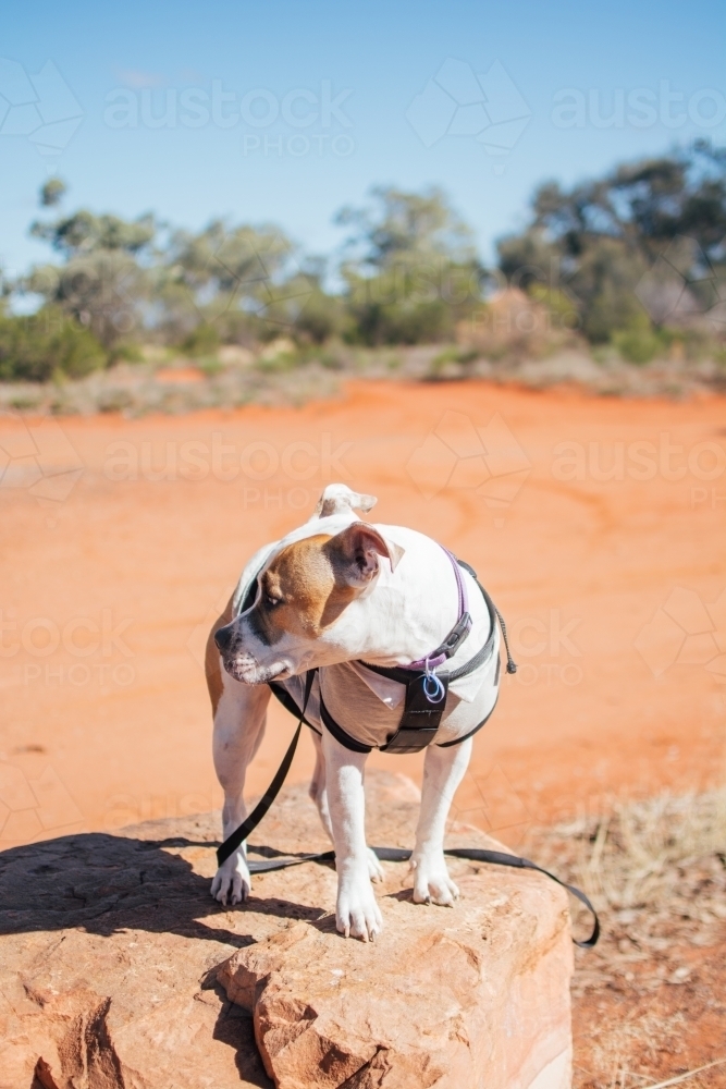 Dog standing on a rock at roadside stop - Australian Stock Image