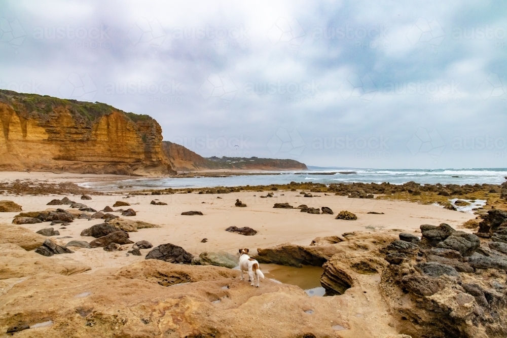 Dog standing on beach at low tide - Australian Stock Image