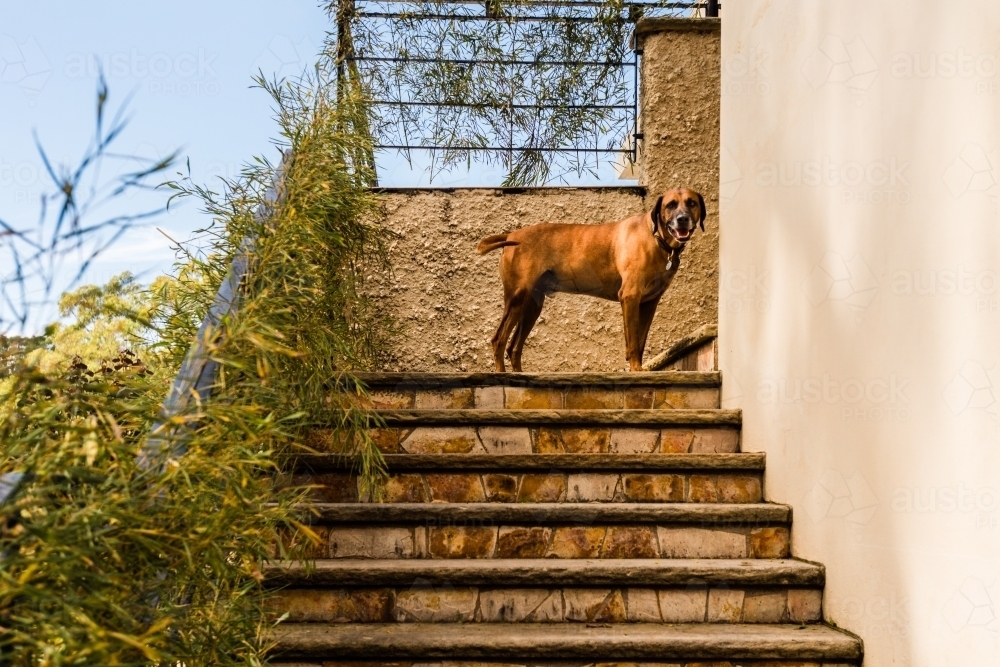 dog standing on stairs at home - Australian Stock Image
