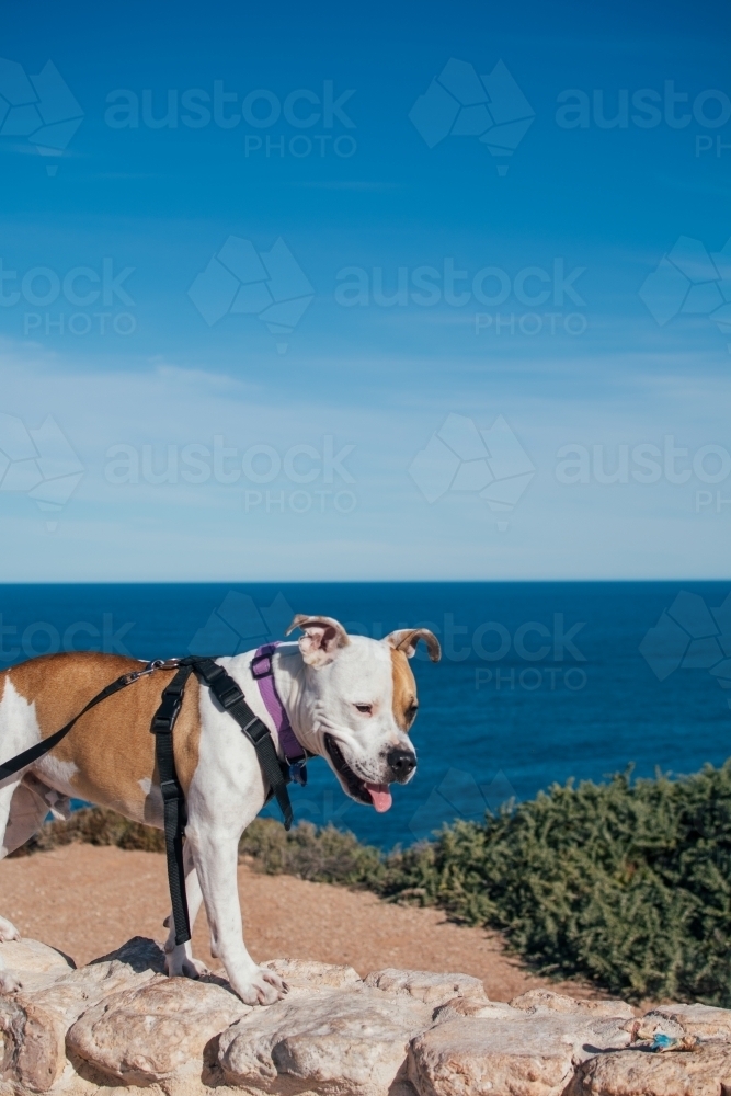 Dog standing on wall at Great Australian Bight - Australian Stock Image