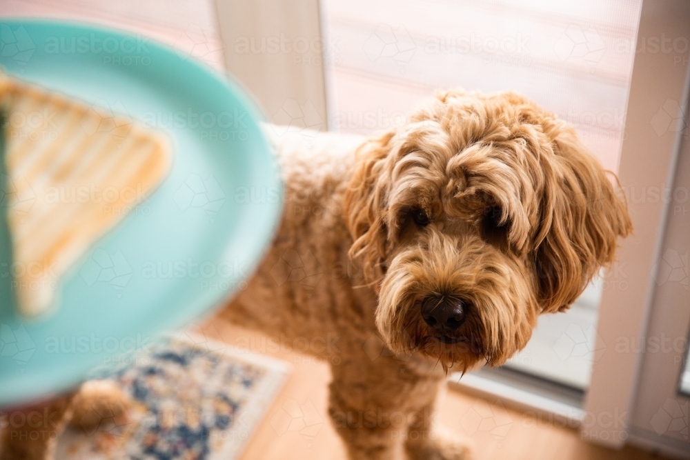dog staring at a sandwich on a plate - Australian Stock Image
