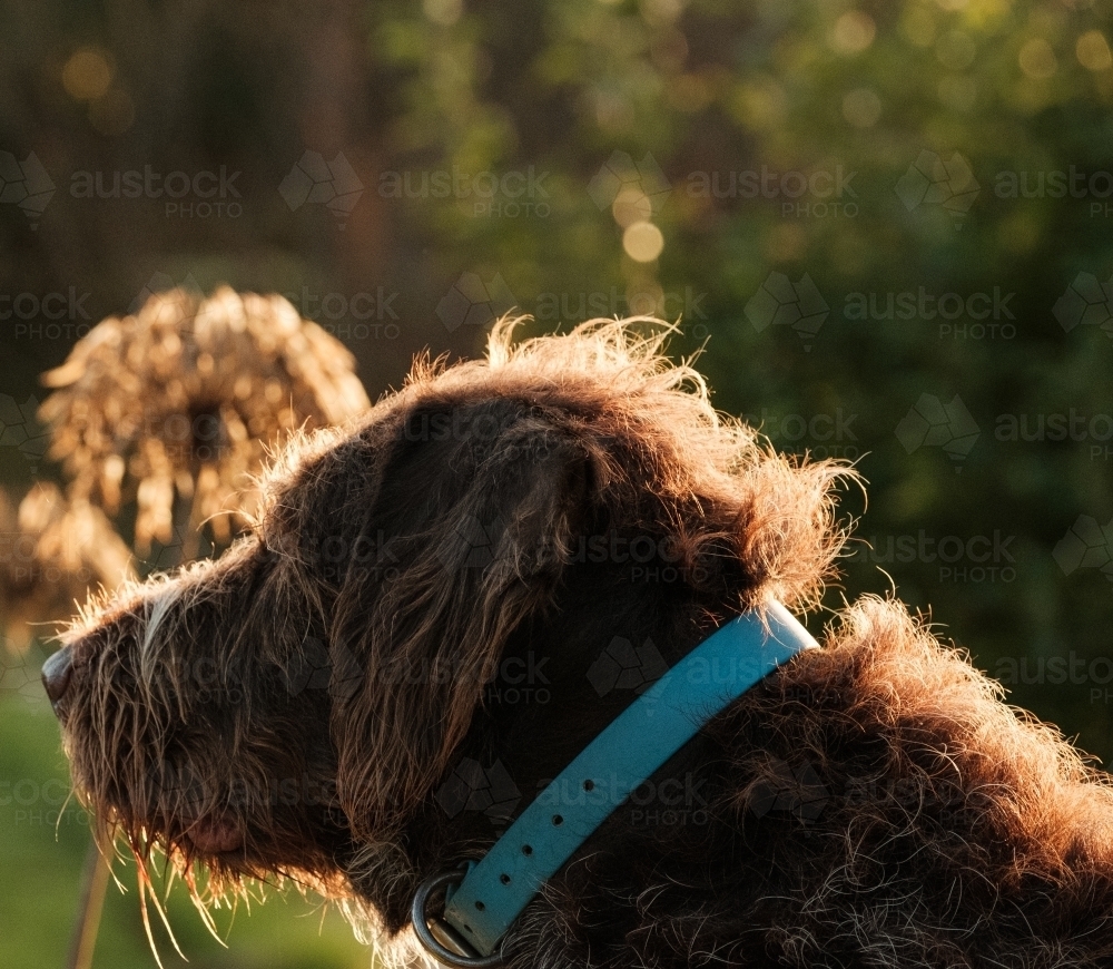 Dog staring at object in the golden hour light - Australian Stock Image