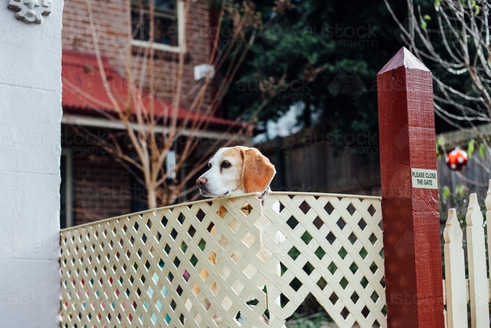 Dog staring over fence around home - Australian Stock Image