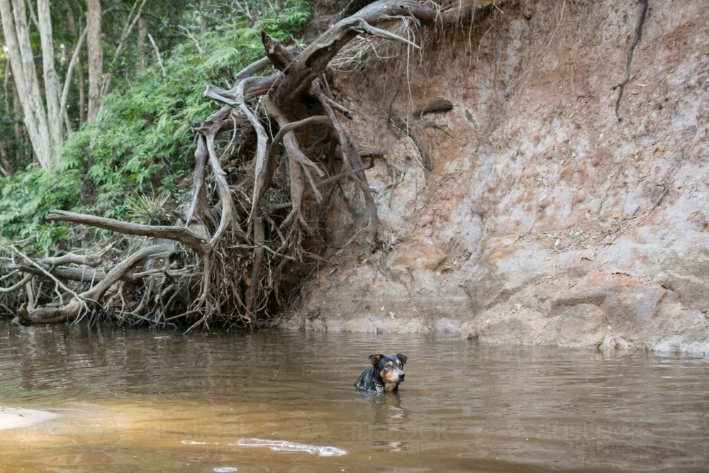 Image of Dog swimming in creek Austockphoto