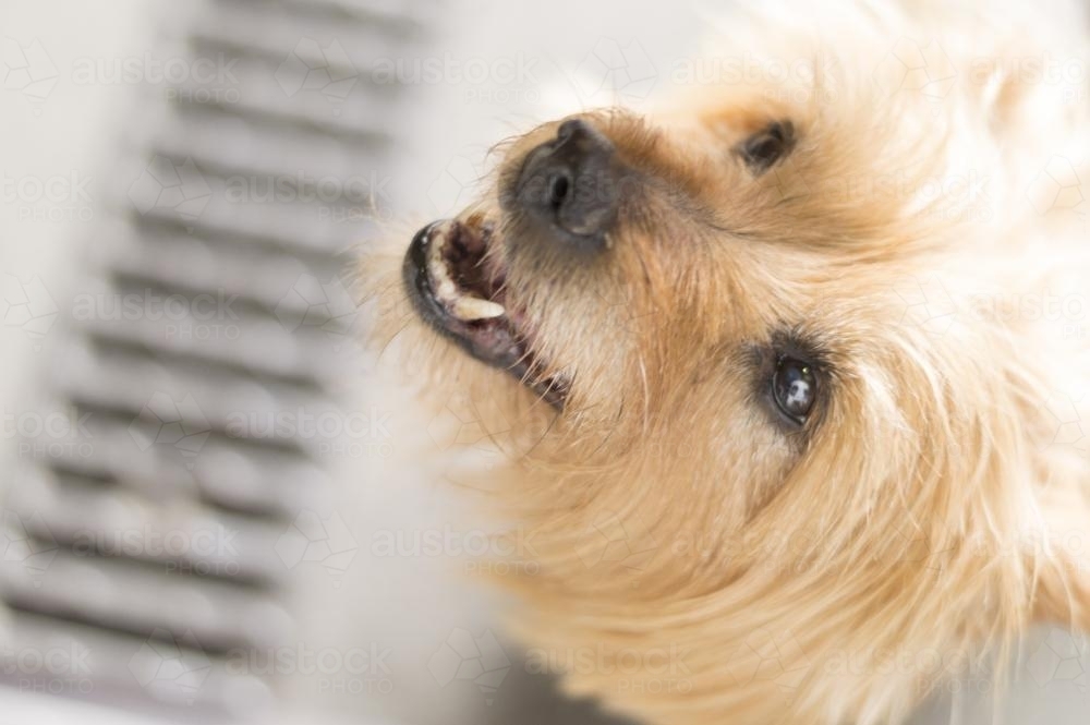 Dog waiting for food - Australian Stock Image