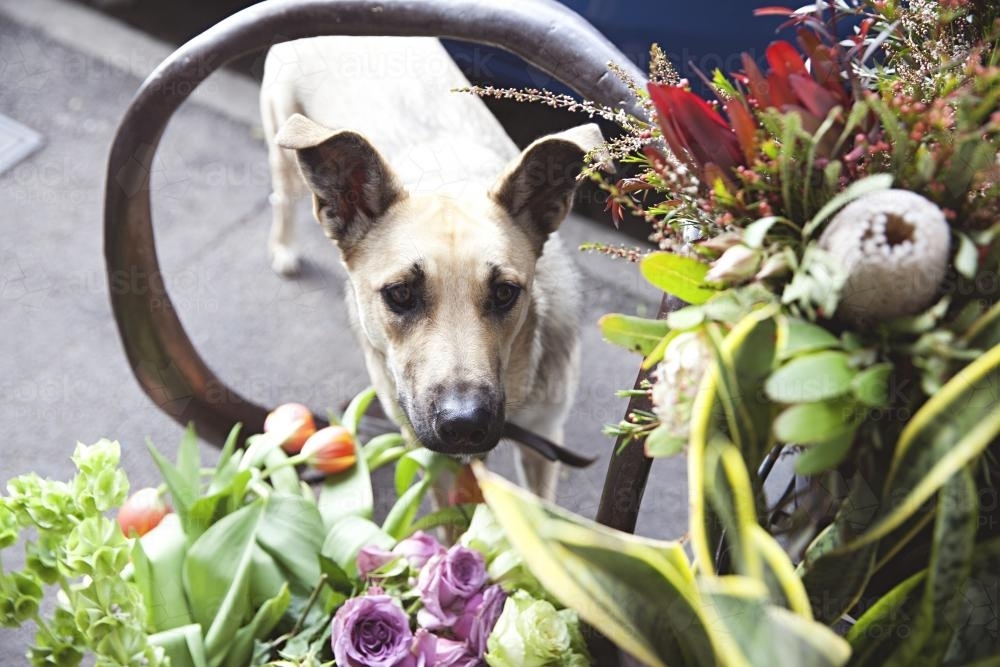 Dog waiting for owner at the florist - Australian Stock Image