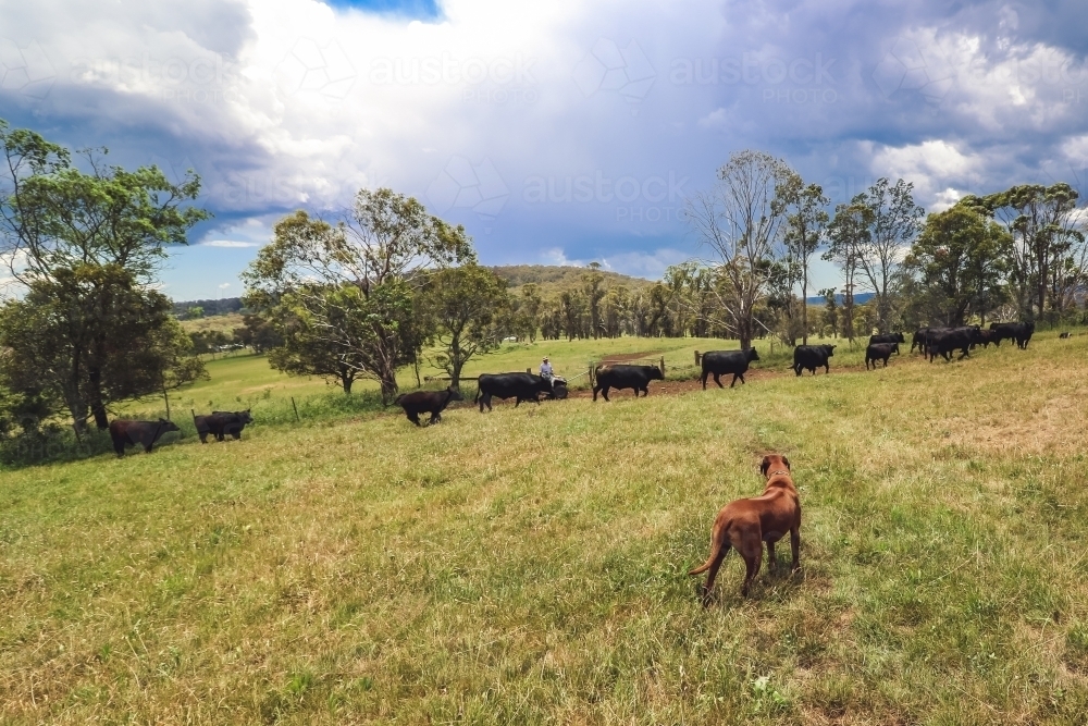 Dog watching a line of cattle being mustered along a fence line with farmer in the background - Australian Stock Image