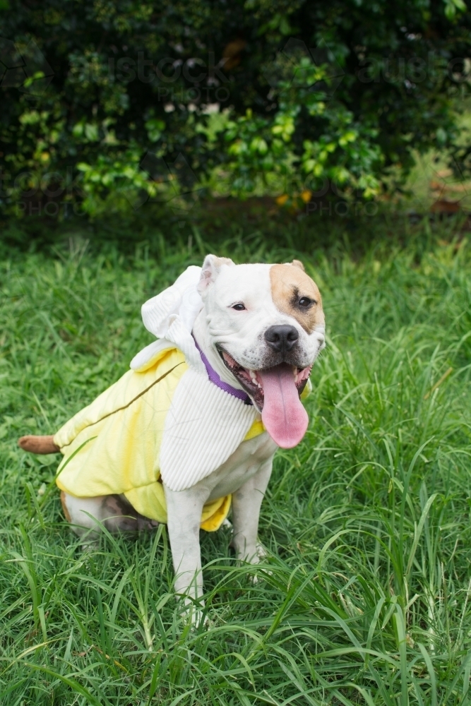 Dog wearing a banana costume - Australian Stock Image