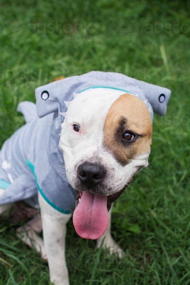 Dog wearing a shark costume - Australian Stock Image