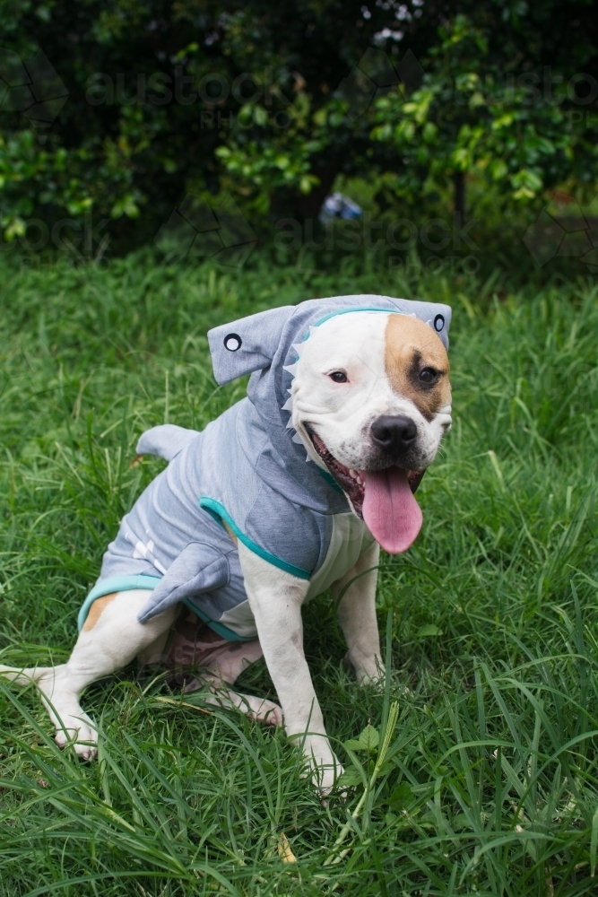 Dog wearing a shark costume - Australian Stock Image