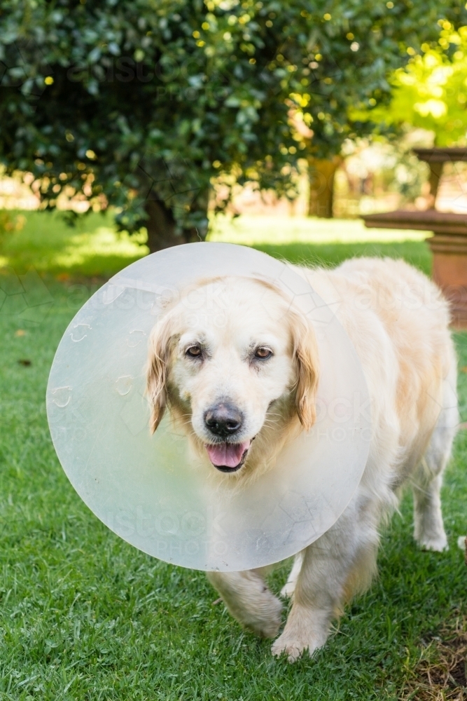 Image of dog with elizabethan collar, dog cone after surgery Austockphoto