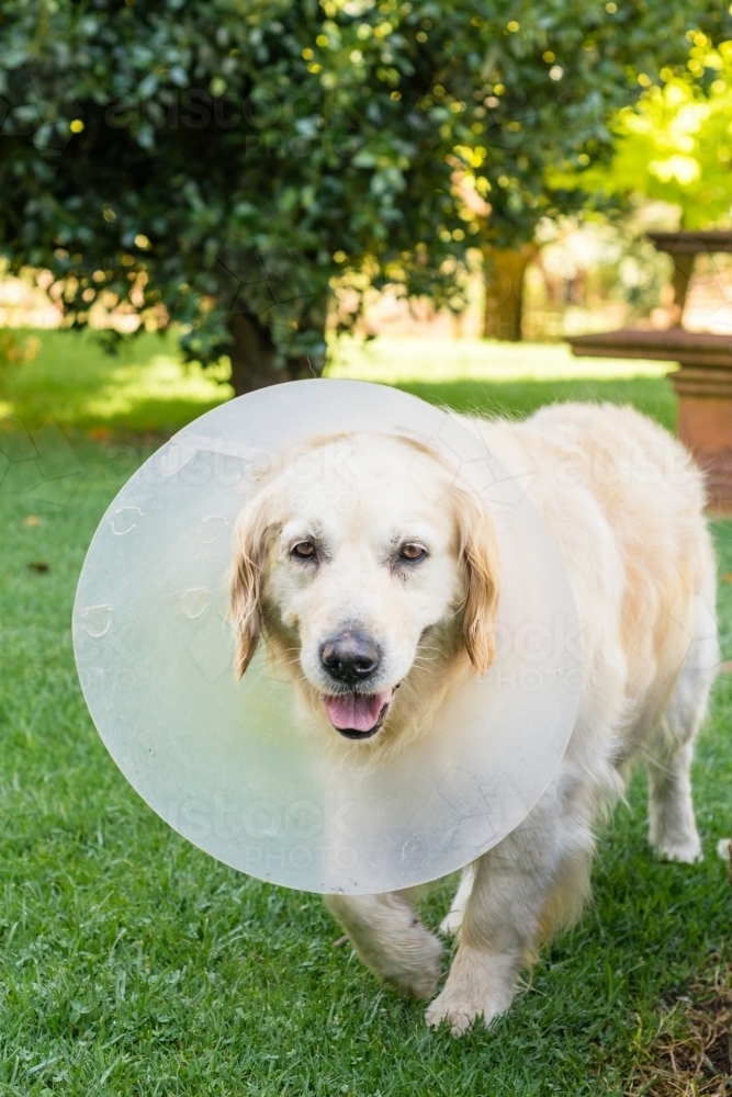 dog with elizabethan collar, dog cone after surgery - Australian Stock Image