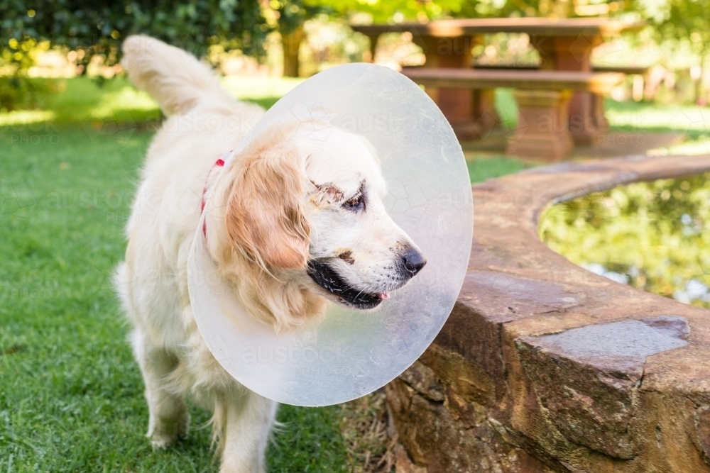 dog with elizabethan collar, dog cone after surgery - Australian Stock Image