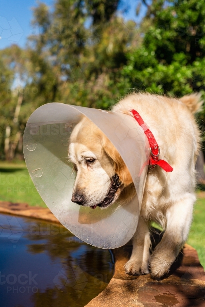 Image of dog with elizabethan collar, dog cone after surgery Austockphoto